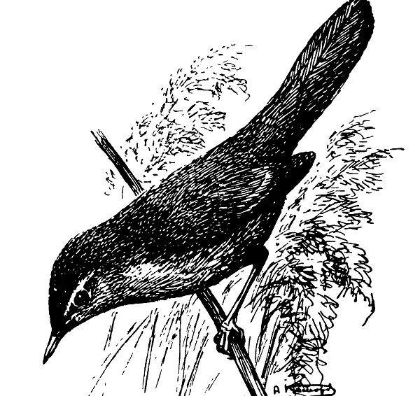 Европейский соловьиный сверчок