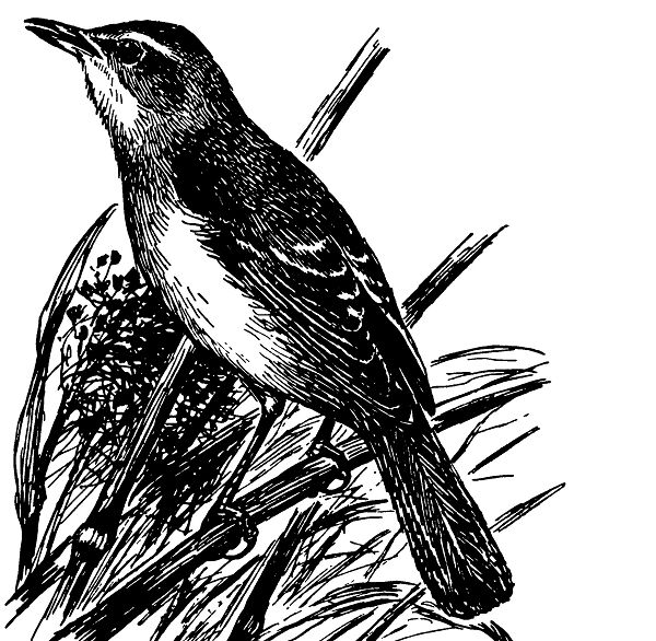 Дроздовидная камышевка