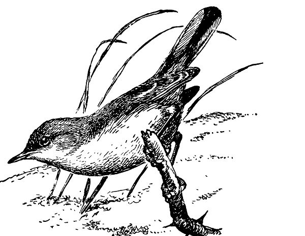 Пустынная славка