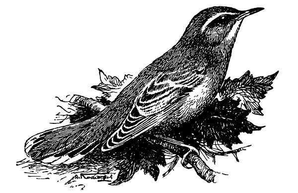 Рыжая славка