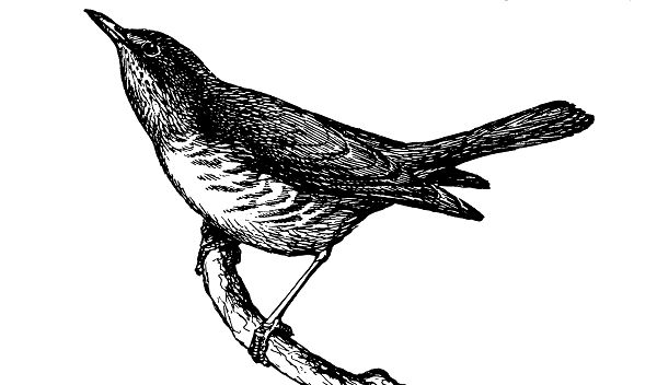 Рыжий дрозд Науманна