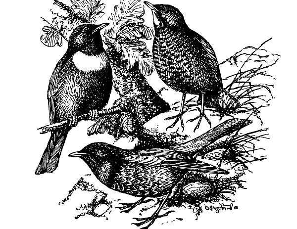 Белозобый дрозд