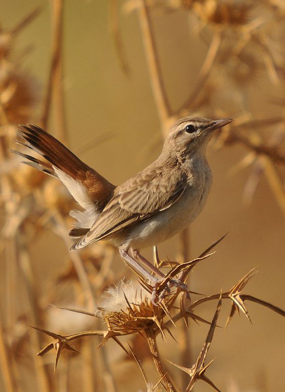Рыжая славка