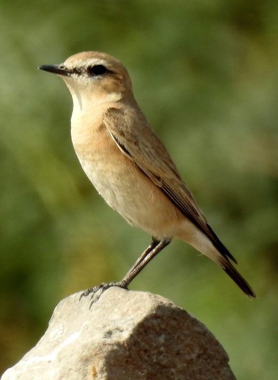 Каменка-плясунья