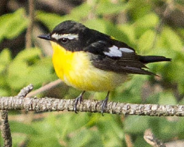 Желтоспинная мухоловка