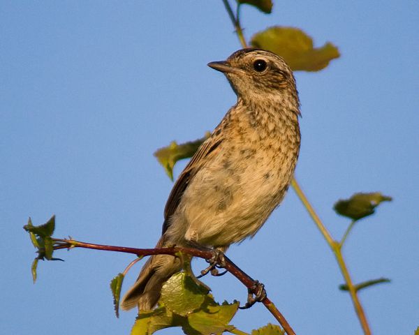 Луговой чекан. Птицы СССР