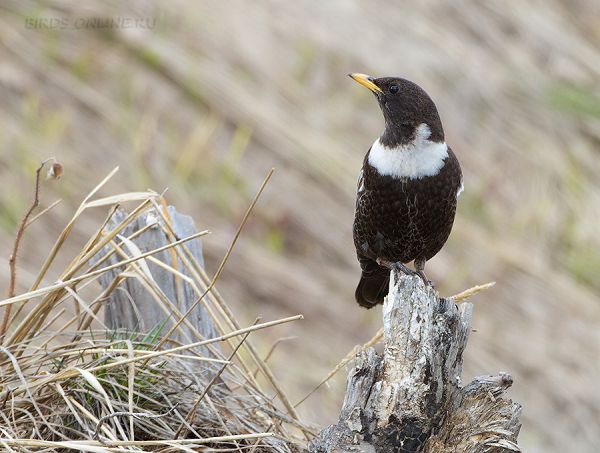 Кавказский белозобый дрозд