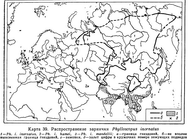 Зарничка, или пеночка-зарничка 
