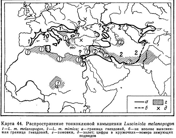 Тонкоклювая камышевка