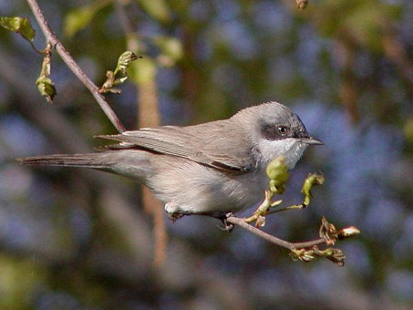 Казахстанская славка-завирушка