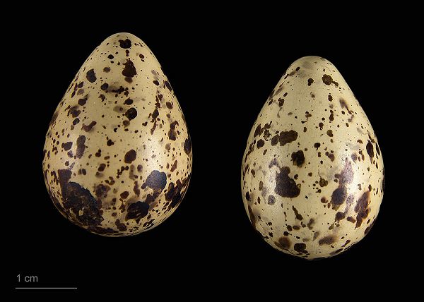 яйцо Calidris minuta
