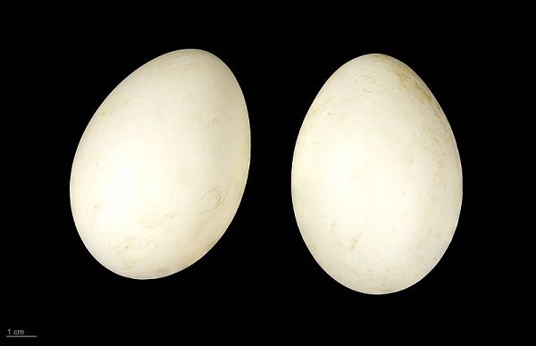 яйцо Branta leucopsis