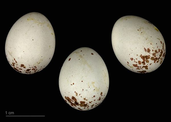 яйцо Poecile montanus borealis