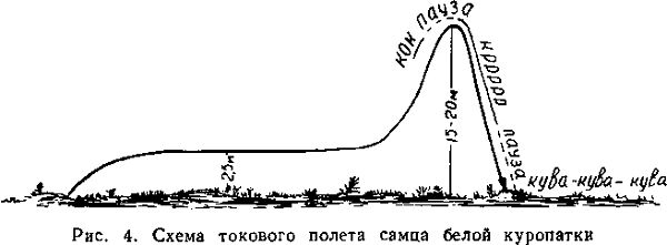 Белая куропатка