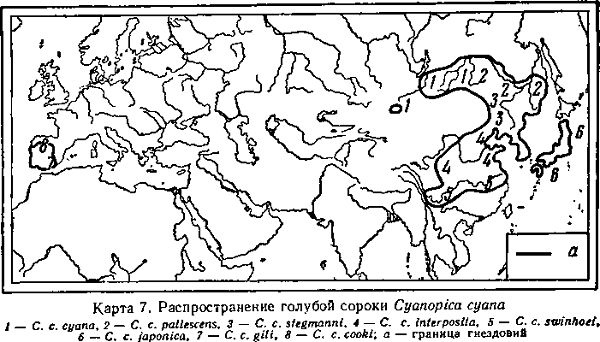 Голубая сорока