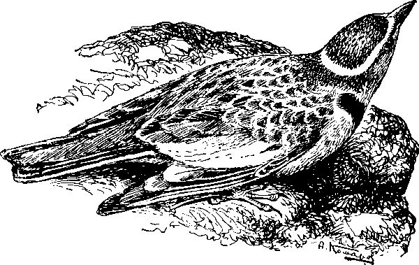 Обыкновенный монгольский жаворонок