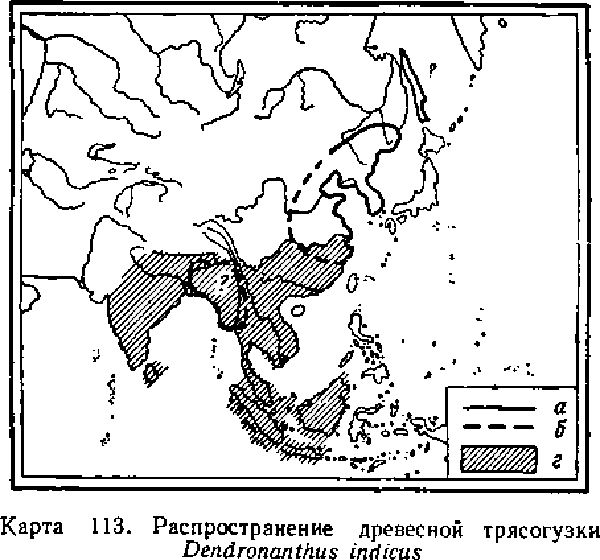 Древесная трясогузка