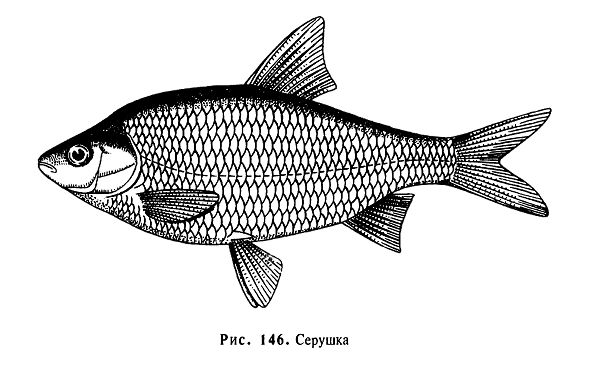 Серушка Сорога
