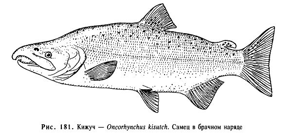 Кижуч