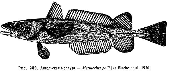 Ангольская мерлуза