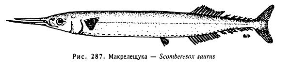Макрелещука
