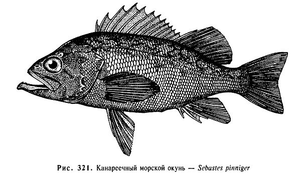 Канареечный морской окунь