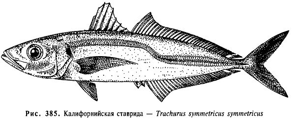 Калифорнийская ставрида
