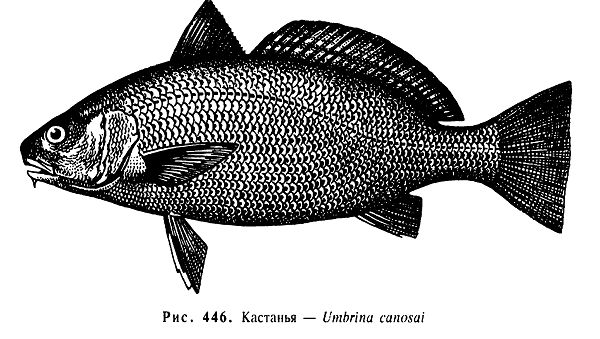 Кастанья