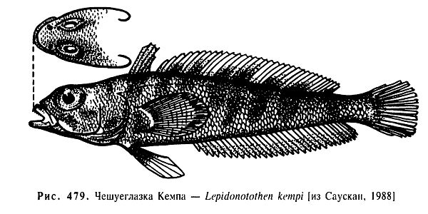 Чешуеглазка Кемпа