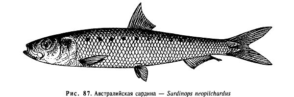 Австралийская сардина