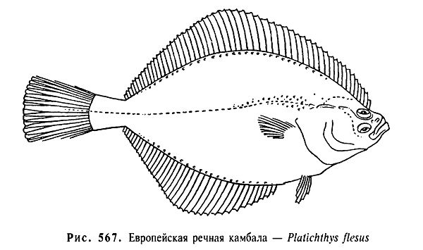 Европейская речная камбала