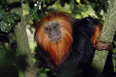 Львиные игрунки