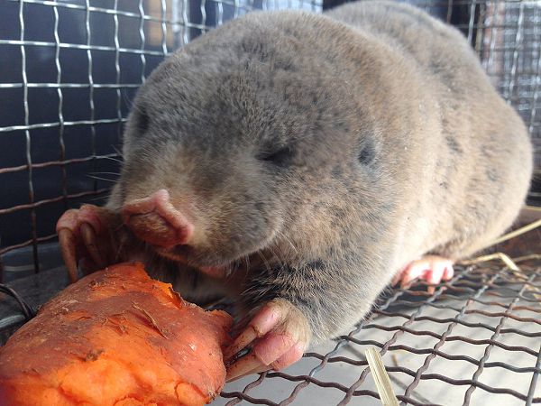 Цокор Смита