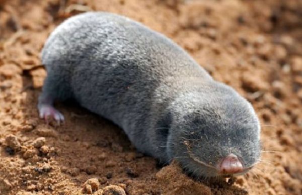 Гигантский слепыш