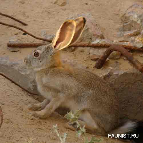 Заяц-толай, или песчаник