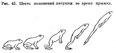 Бесхвостые земноводные