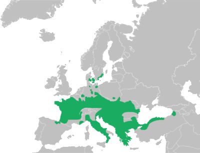 Прыткая лягушка
